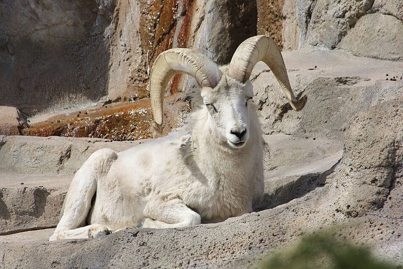 Dall Sheep