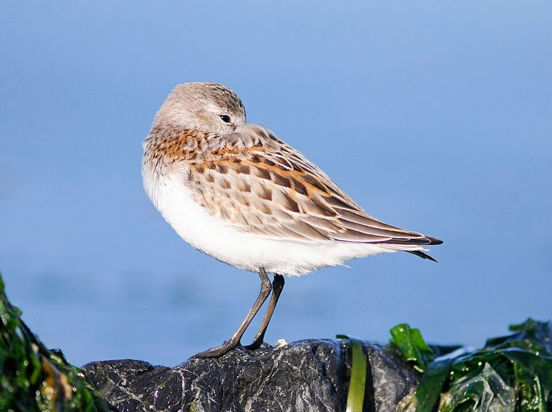 Western Sandpiper
