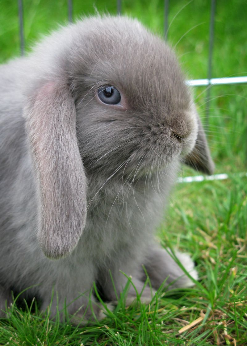 Blue-Eyed Domestic Rabbit