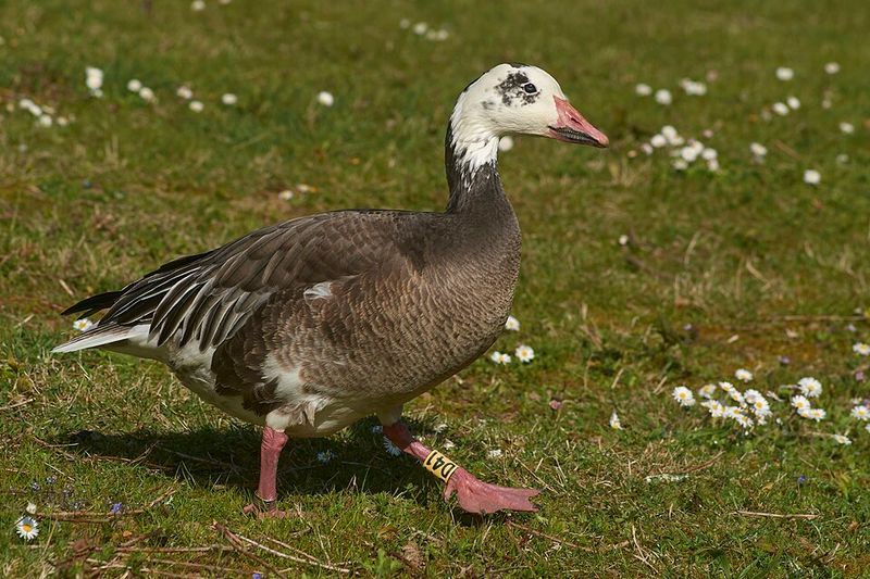 Snow Goose (Anser caerulescens)