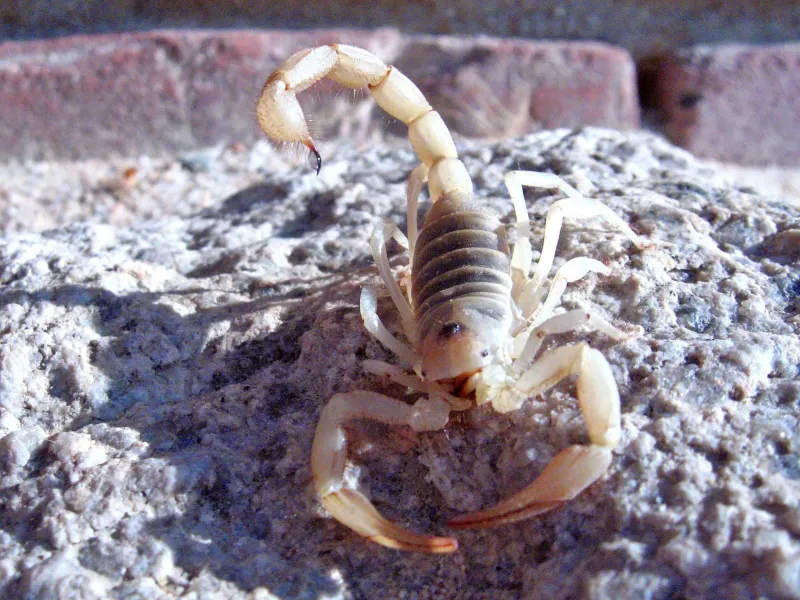 Giant Desert Hairy Scorpion