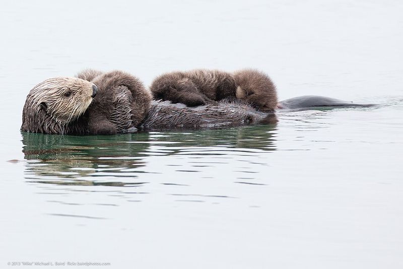 Southern Sea Otter