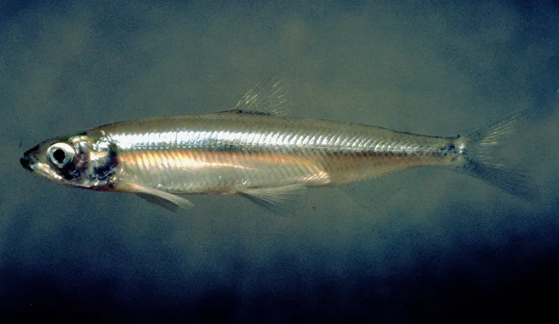 Delta Smelt