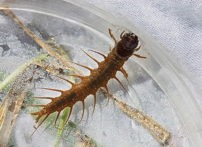 Hellgrammite