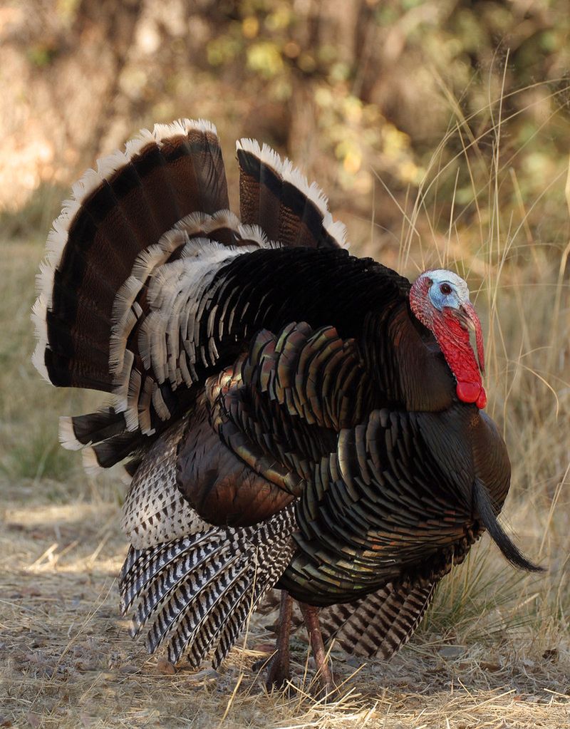 Wild Turkey