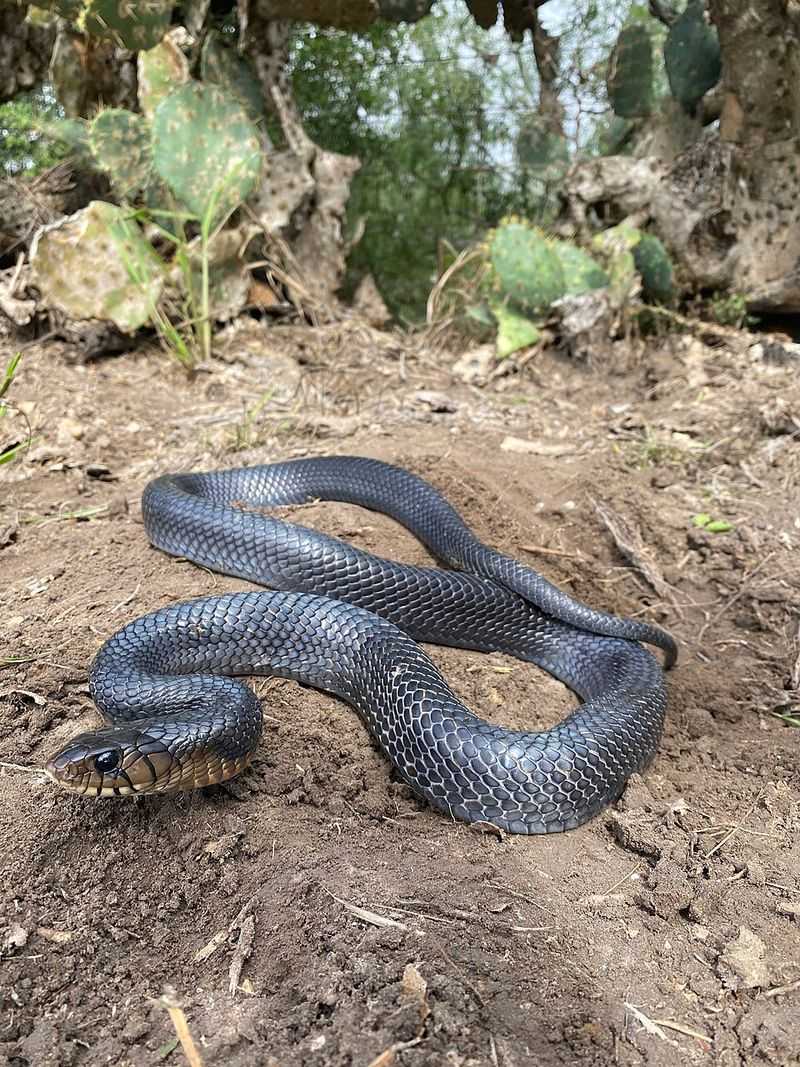 Eastern Indigo Snake