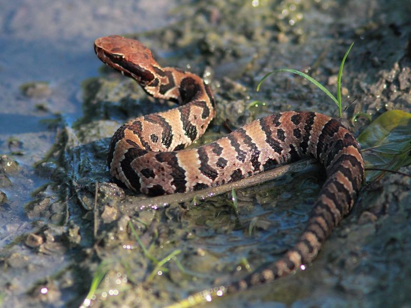 Cottonmouth