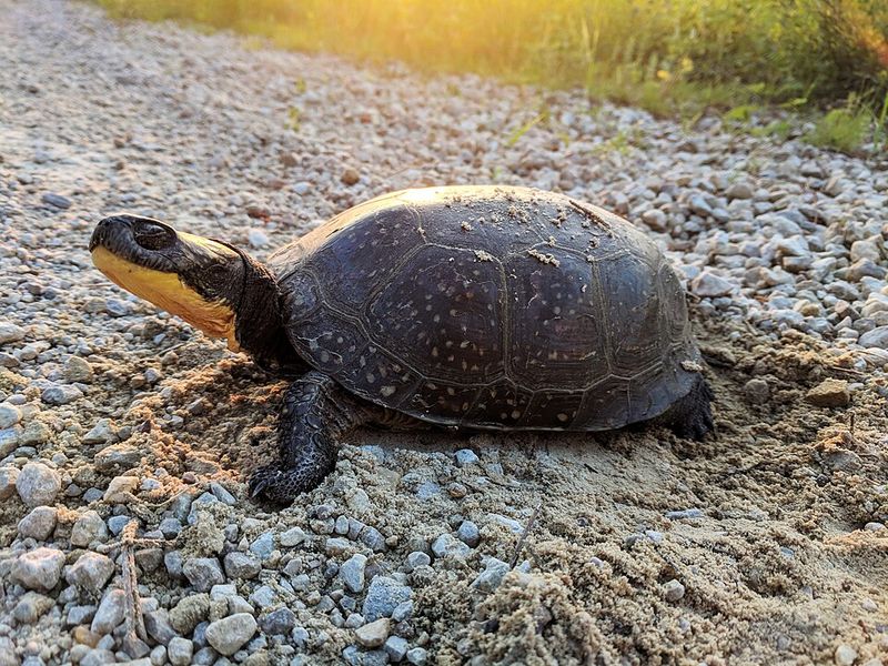 Blanding's Turtle