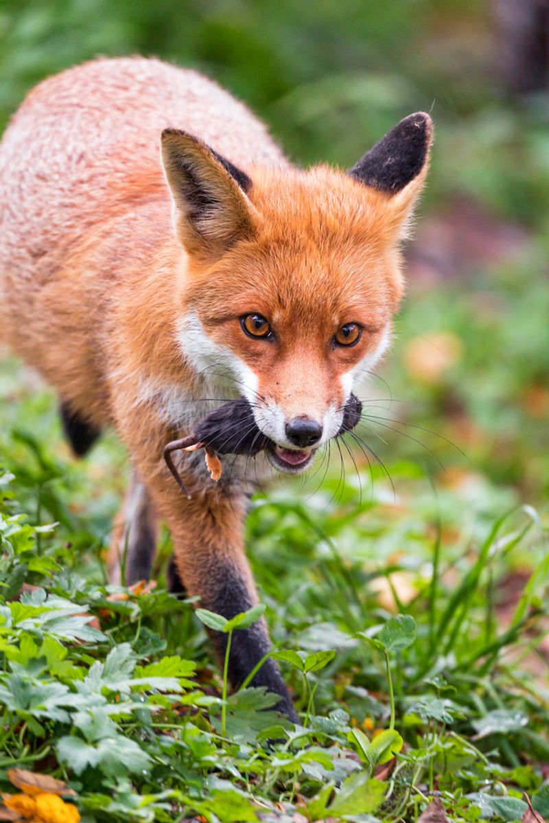 Red Fox