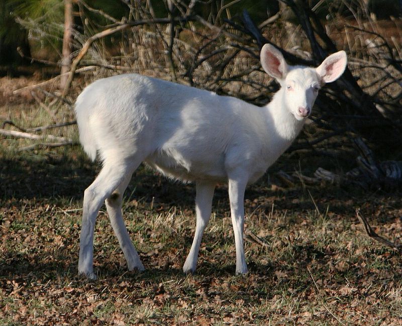 Blue-Eyed Leucistic White-Tailed Deer