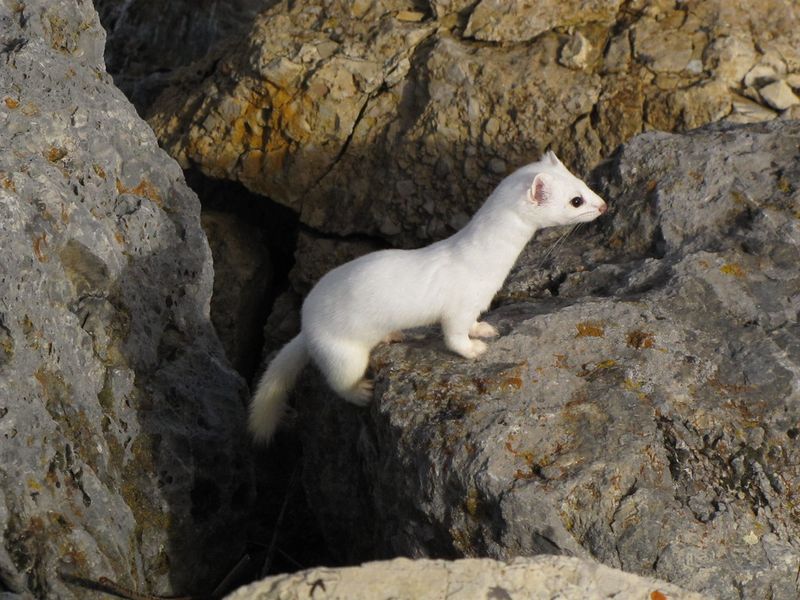 American Ermine