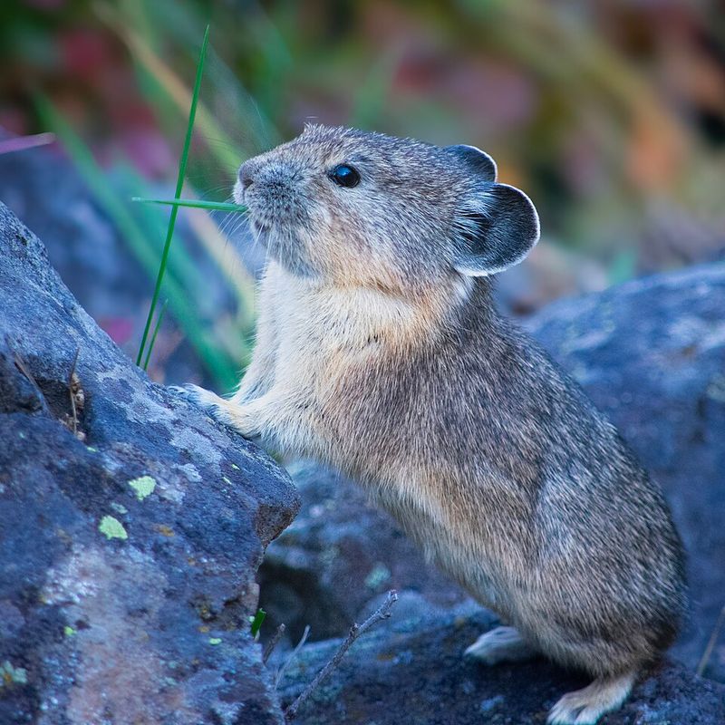 American Pika