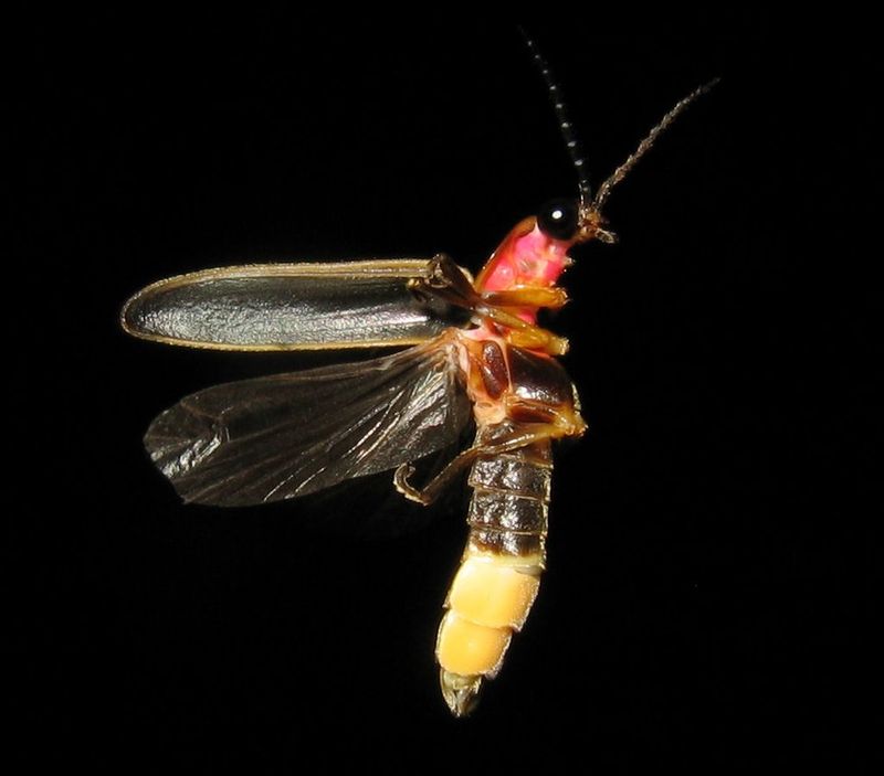 Firefly