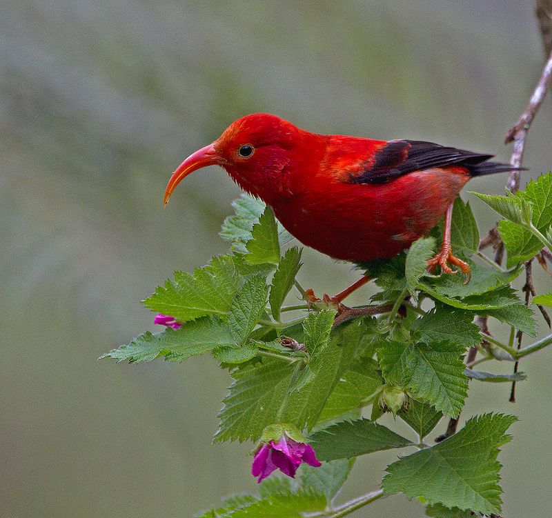 I'iwi (Scarlet Honeycreeper)