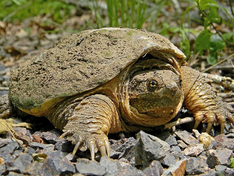 Snapping Turtle