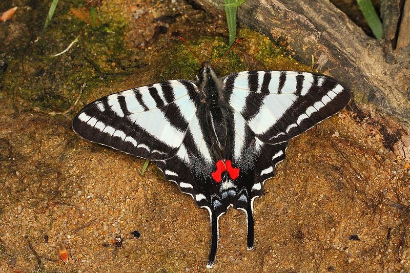 Zebra Swallowtail