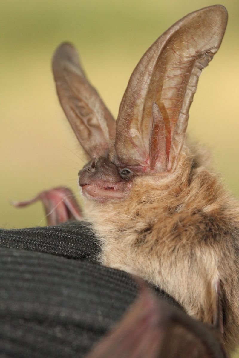 Townsend's Big-eared Bat
