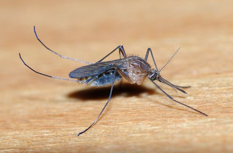 Mosquito