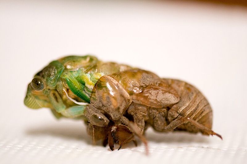 Annual Cicada