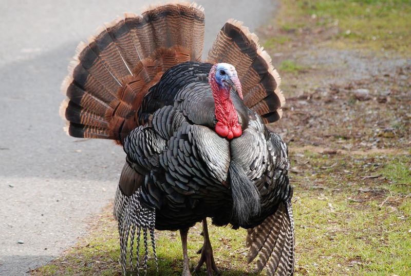 Wild Turkey