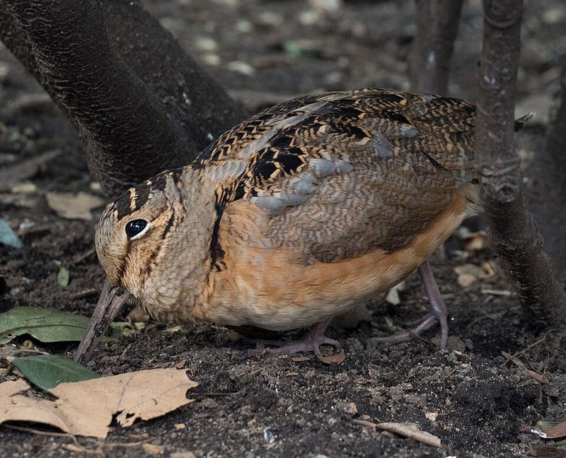 American Woodcock