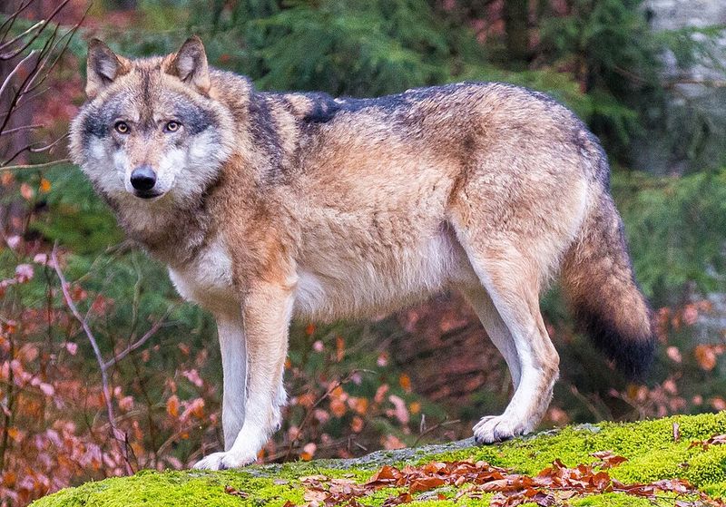 Gray Wolf