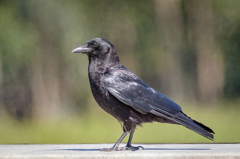 American Crow
