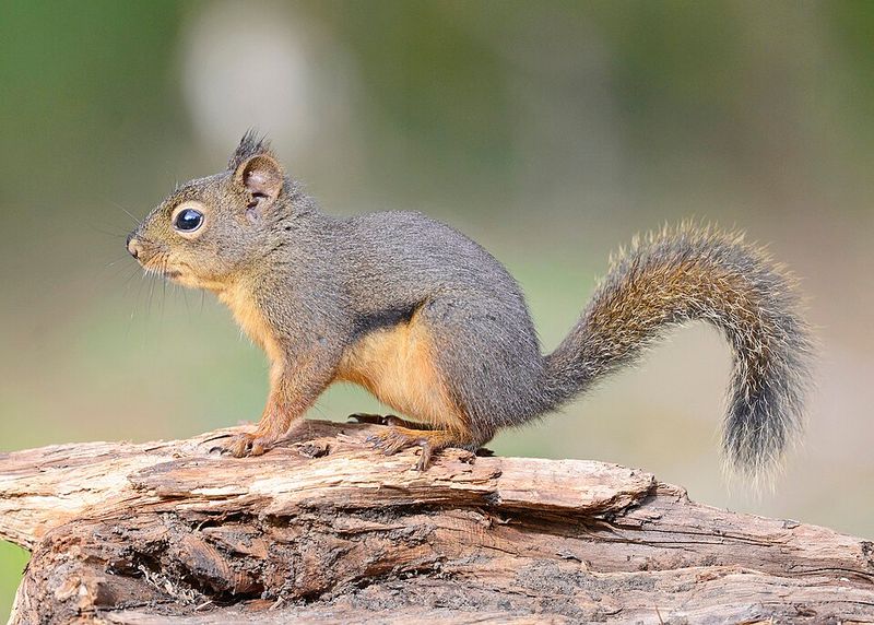 Douglas Squirrel