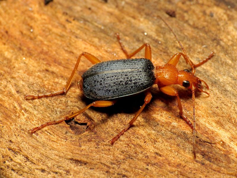 Bombardier Beetle