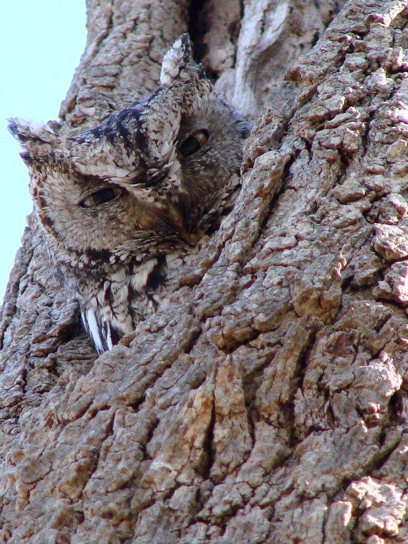 Western Screech-Owl