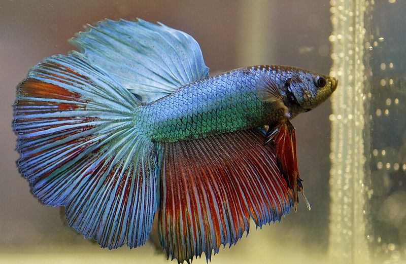 Parakeet Fish (Betta)