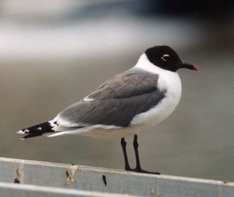 Franklin's Gull