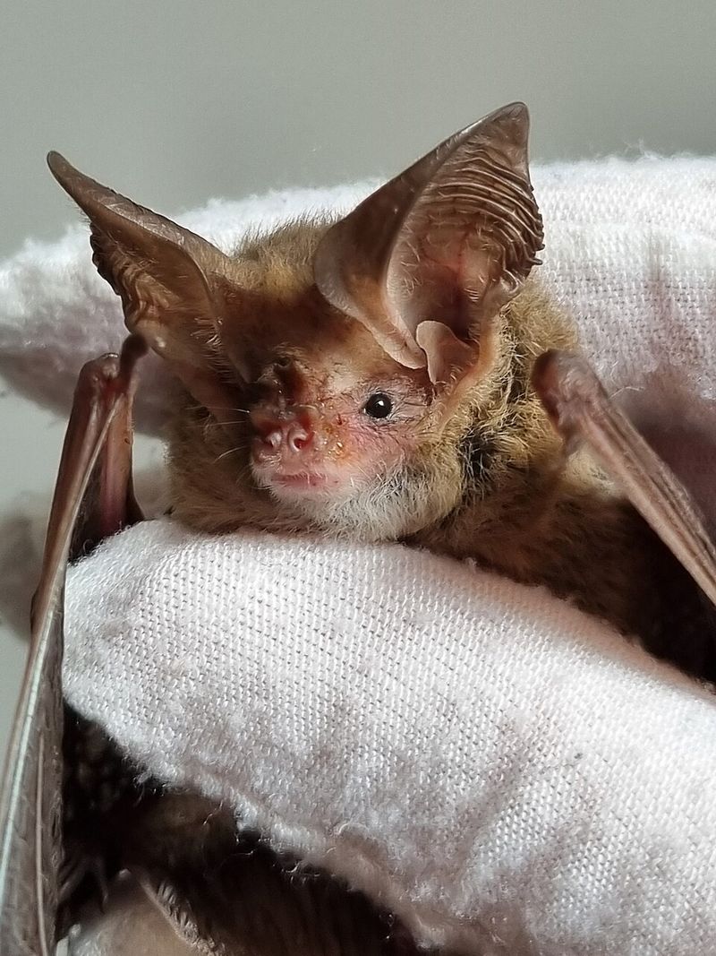 Long-Eared Myotis
