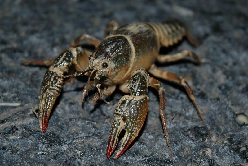 Crawfish