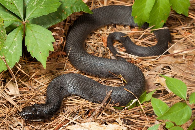 Eastern Hognose Snake