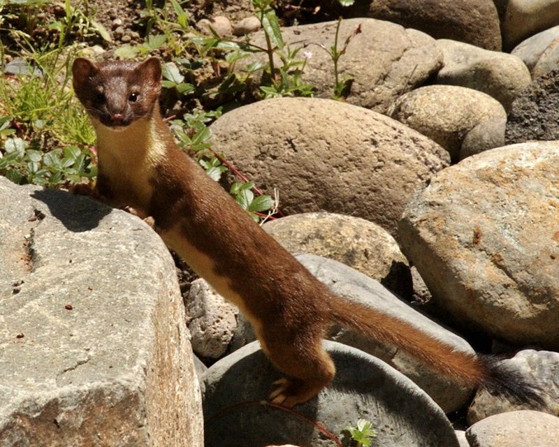Long-tailed Weasel