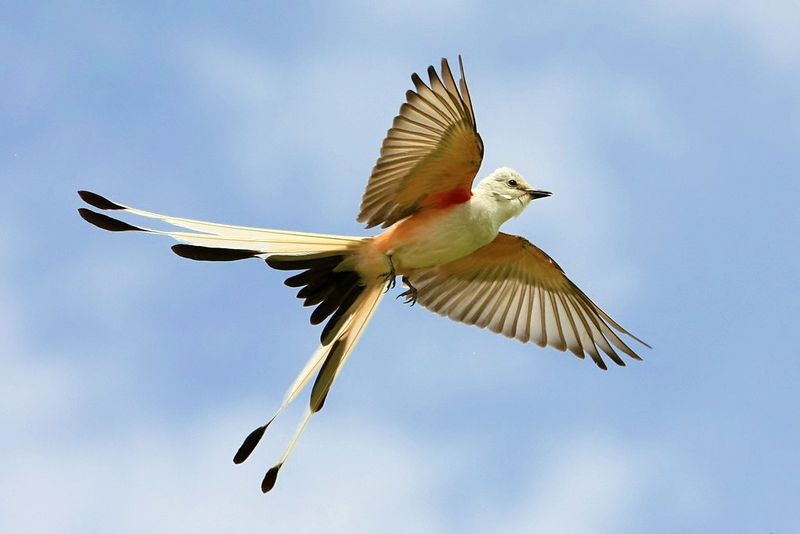 Scissor-tailed Flycatcher