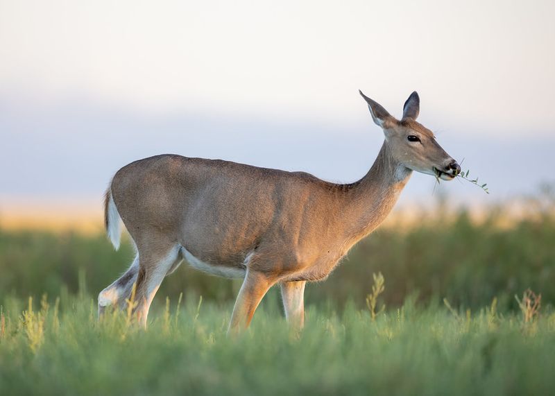 White-Tailed Deer
