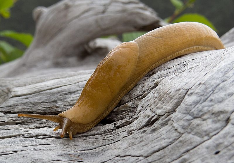 Banana Slug
