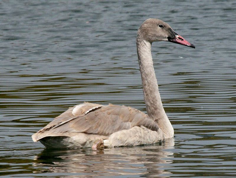 Trumpeter Swan