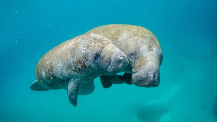 These 12  Rare Florida Animals Are Becoming Harder To Spot Every Year