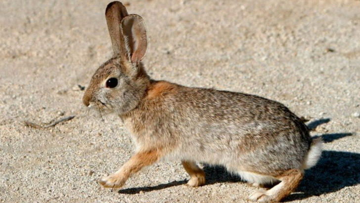 These 13 Animals In New Mexico Use Their Oversized Ears To Survive