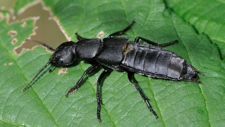 These 13 Oddly Named Creatures Are Found Across Arkansas