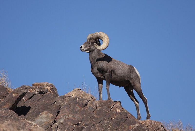 Sierra Nevada Bighorn Sheep