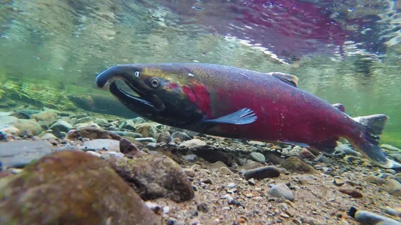 Central California Coast Coho Salmon