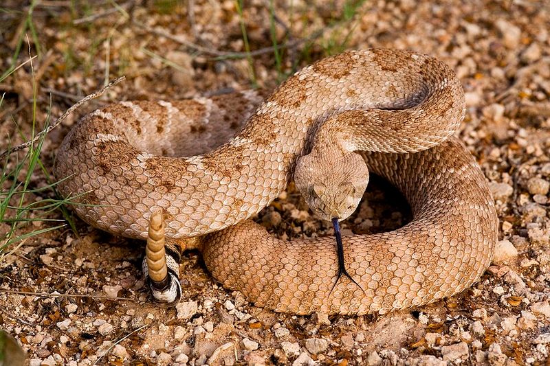 Sidewinder