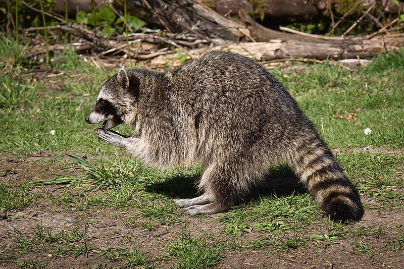 Raccoon