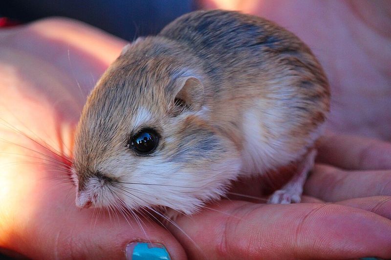 Kangaroo Rat