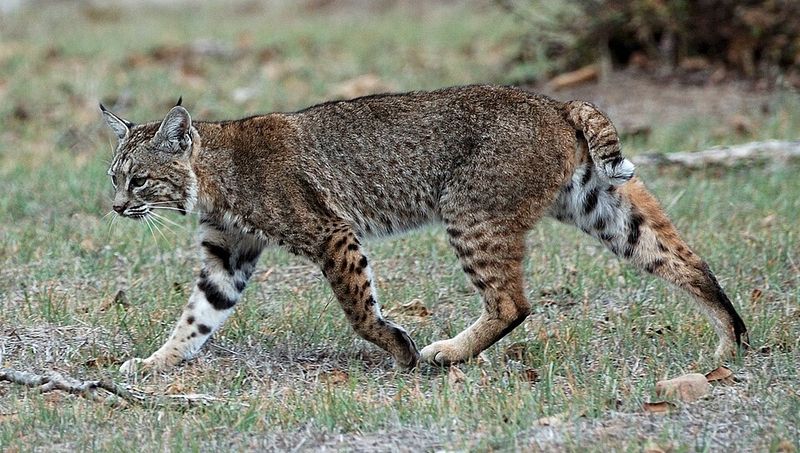 Bobcat