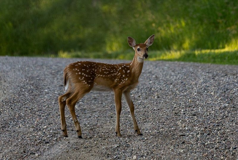 White-Tailed Deer Fawn